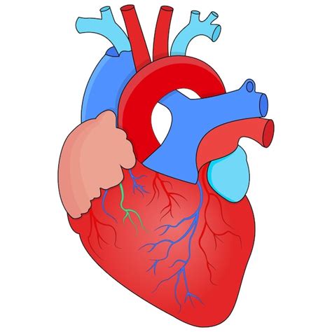 Premium Vector Human Heart Anatomy