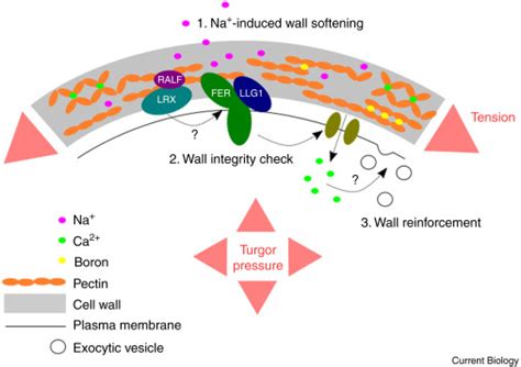 Plant Cell Wall Figure Systems Analysis Of Plant Cell Wall