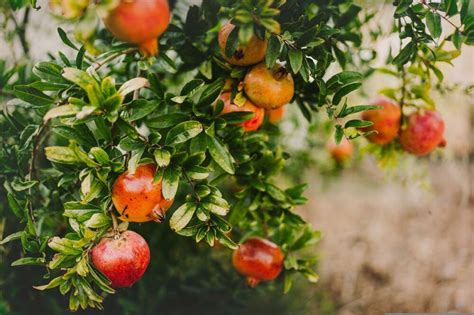 9 Pomegranate Varieties Types And Tips House Grail