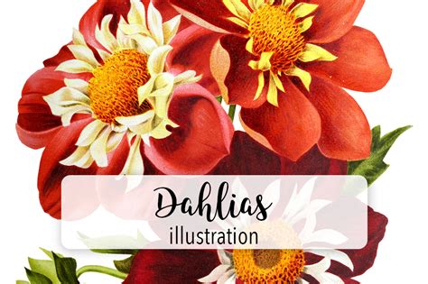 Dahlias Watercolor Graphic by Enliven Designs · Creative Fabrica