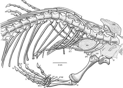 Info Terkini Male Lizard Anatomy, Contoh Hewan