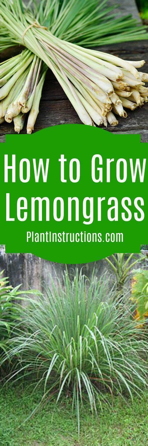 How To Grow Lemongrass Lemongrass Plant Veggie Garden Grow Lemongrass