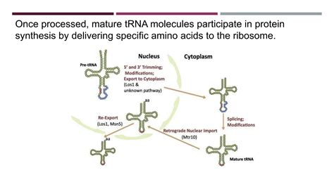 Rna Processing In Prokaryotes And Eukaryotes Pptx