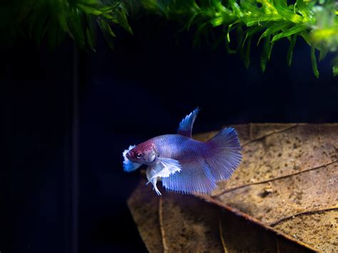 Betta Super Delta Big Ears Mâle N°20 Aquaplante