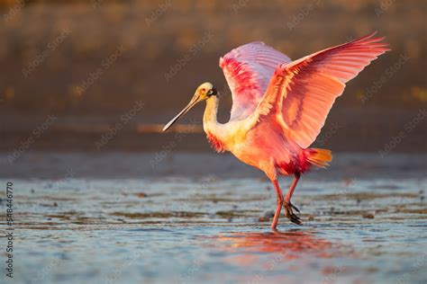 Roseate Spoonbill Platalea Ajaja Is A Gregarious Wading Bird Of The