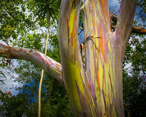 Rainbow Eucalyptus Maui Garden Of Eden Hawaii Thomas Flickr