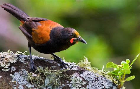 Wildlife, conservation, responsible holidays in Northland, New Zealand ...