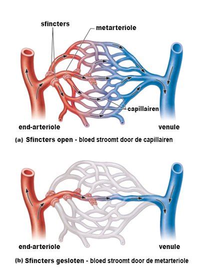 Het arteriële systeem