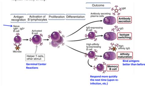 T Cell Immunity Part II; B Cell Immunity Part I Flashcards | Quizlet