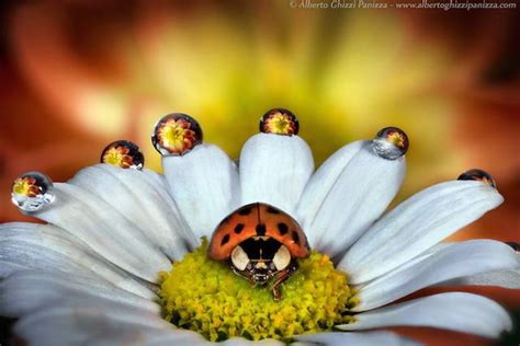 Beautiful Macro Photographs Of Insects And Flower Refractions In Dew Drops