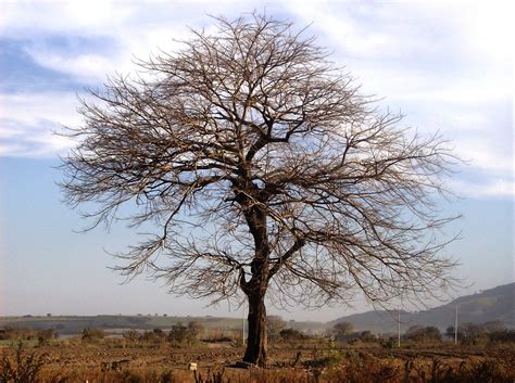 Arbol Seco Imagui