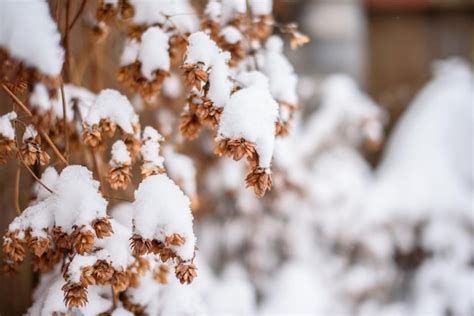 Neve branca em galhos de árvores nuas em um dia de inverno gelado fecha