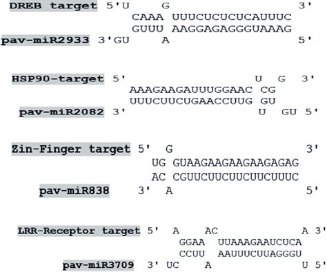 Some Selected Cherry Mirnas And Their Target Validation By Rnahybrid