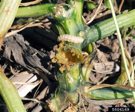 Squash Vine Borers Umn Extension