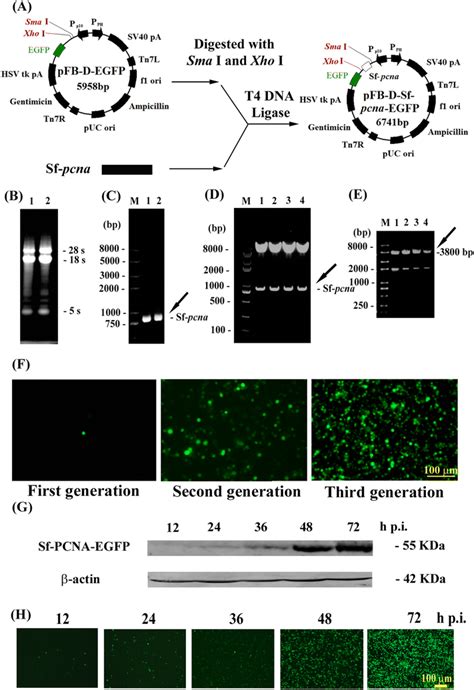 Construction Of The Recombinant AcMNPV Sf Pcna EGFP A Schematic