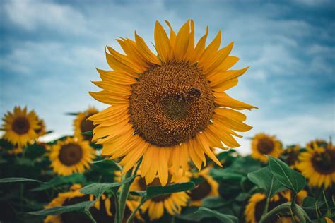 4k Sunflower Wallpaper Photos, Download The BEST Free 4k Sunflower ...