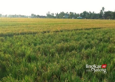 Terdampak Kekeringan 17 Hektare Lahan Pertanian Di Kendal Gagal Panen