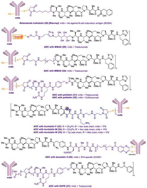 Marine Drugs Free Full Text Antibody Drug Conjugates Containing