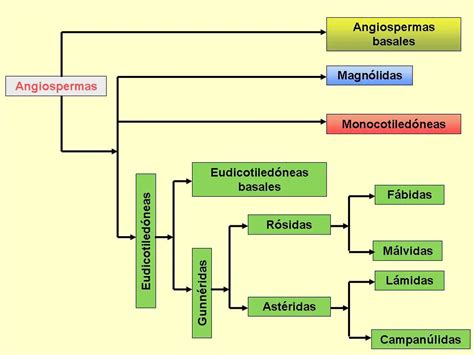 Angiospermas Definición Características y Ejemplos de Plantas con Flores