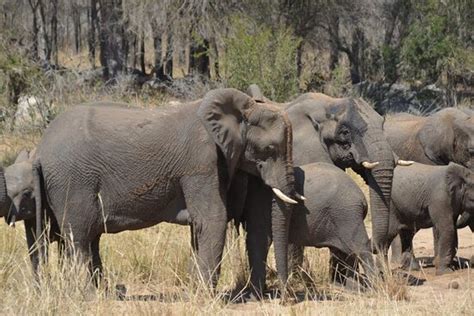 Nelspruit Pictures Traveler Photos Of Nelspruit Mpumalanga Tripadvisor