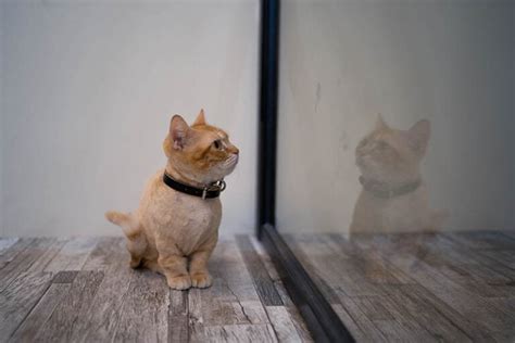 Orange Munchkin Cat: Facts, Origin & History (With Pictures) - Excited Cats