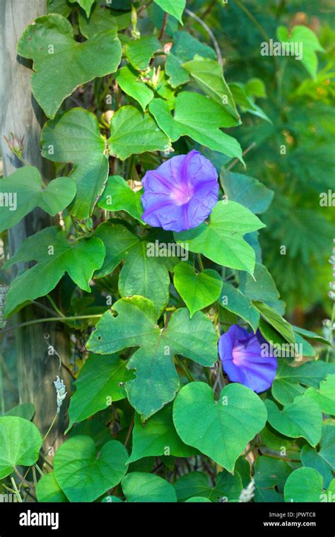 Morning Glory Ipomoea Grandiflora Stock Photo Alamy