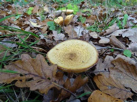 Armillaria Mellea Honiggelber Hallimasch Honiggelber Hal Flickr