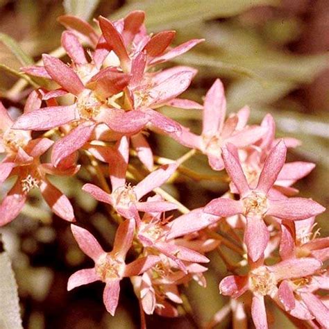 Australian Christmas Plants Australian Plant Information