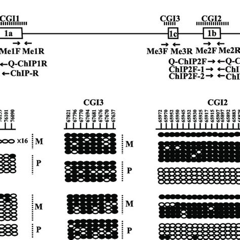 Methylation Status Of CpG Islands In Neurons And Glial Cells A