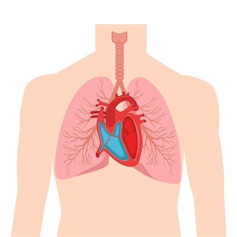 Corazón Y Pulmones órganos Internos En Un Cuerpo Humano Masculino