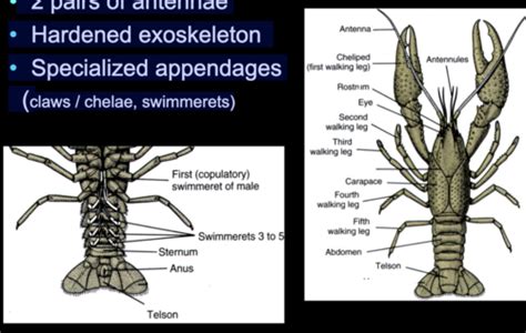 BIOL 335 Lab 10 Arthropoda Pt II Flashcards Quizlet