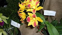 Category:Orchidaceae in Venezuela - Wikimedia Commons