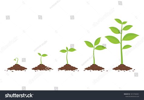 Plants Growing Ground Phases Plant Growing Stock Vector Royalty Free