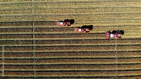 Aerial Top View Three Big Red Combine Harvester Machines Harvesting