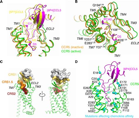 Deep Insertion Of Ccl5 Chemokines Into The Orthosteric Ccr5 Ligand