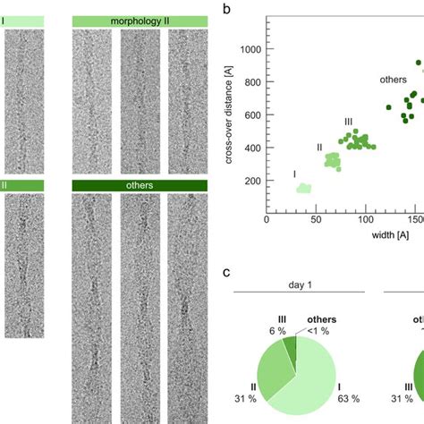 Cryo EM Structure Of Morphology II Of The In Vitro PNF 18 Fibrils A