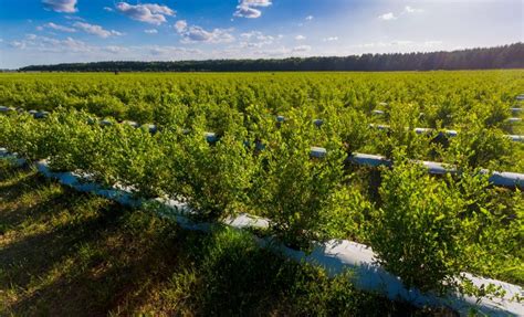 Como Plantar Mirtilo Aprenda A Cultivar Blueberry 5 Dicas