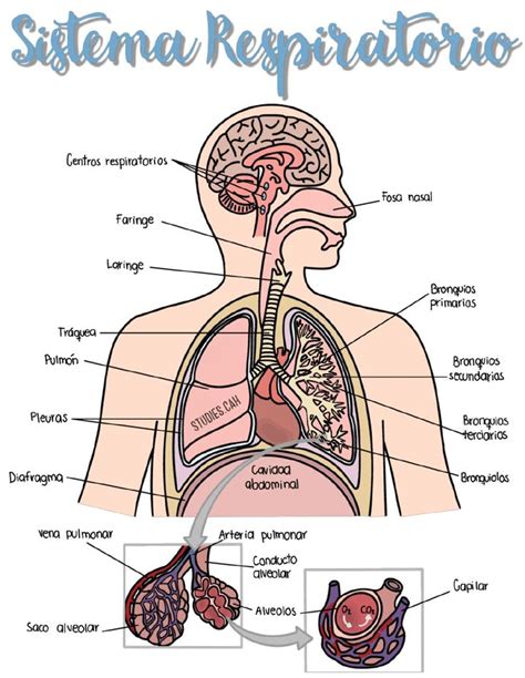 Sistema Respiratorio Natacha Udocz En Anatom A M Dica