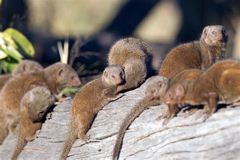 Dwarf-Mongoose_4163 – Chris Hill Wildlife Photography