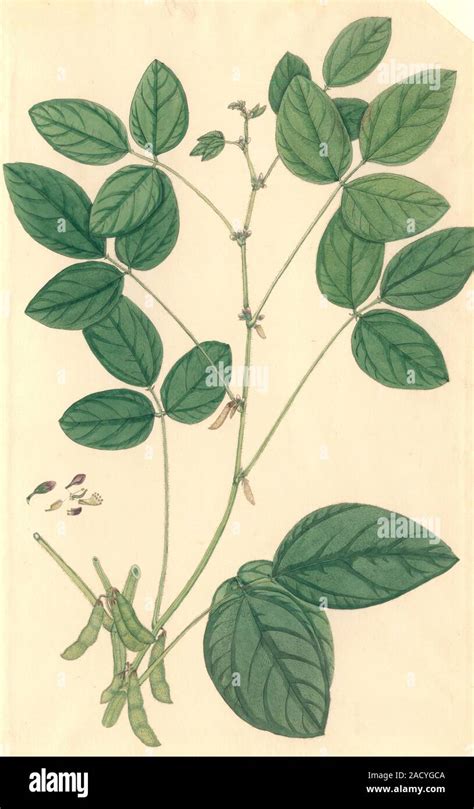 Illustration Of The Soybean Plant Part Of The John Fleming Collection