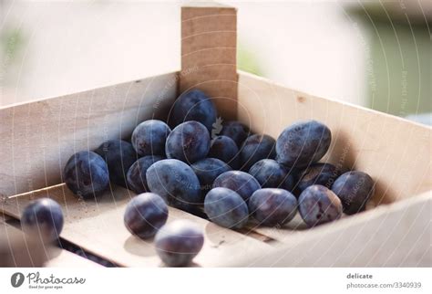 Zwetschgen Pflaumenbaum Ein Lizenzfreies Stock Foto Von Photocase