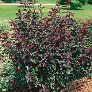 Sand Cherry Darkstar Purpleleaf Prunus Milaegers