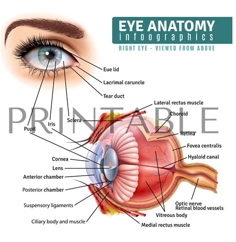 Eye Anatomy Ophthalmology Print Eye Anatomy Art Ophthalmology Gift ...