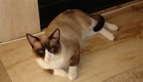 Gatto Snowshoe Carattere Prezzo Allevamenti Miciogatto It