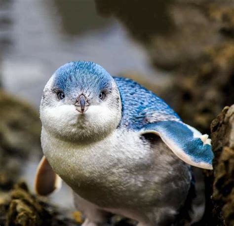 Baby Blue Penguin Penguins Cute Penguins Animals Of The World