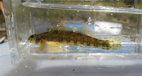 Greenside Darter Fishes Of The Upper Green River Ky · Inaturalist