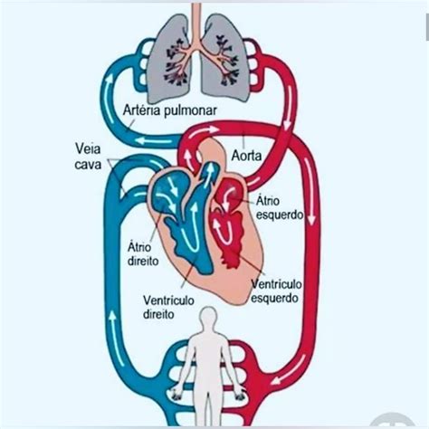 Fisiologia Del Retorno Venoso