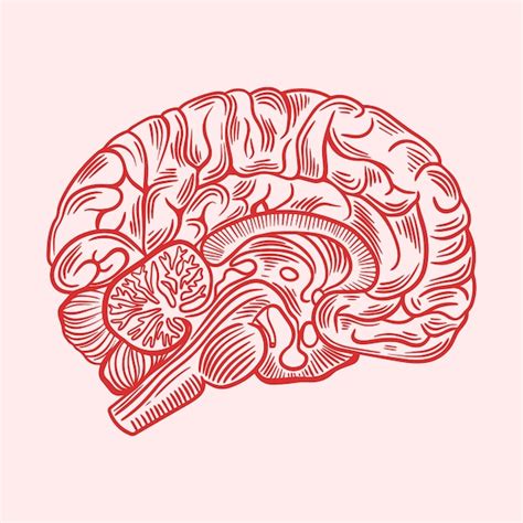 Premium Vector Hand Drawn Brain Drawing Illustration