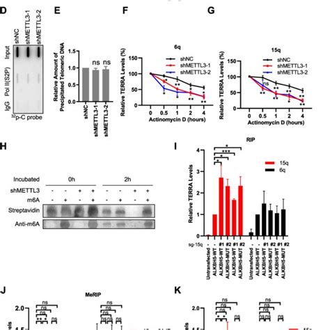 Mettl Mediated M A Modification Regulates Terra Stability A Terra