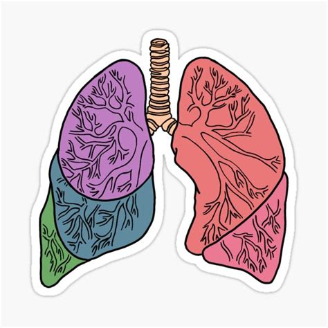 Anatomical Lungs Sticker By CreationsbyH Redbubble